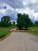 Transhumance à bicyclette - Team Cailloux