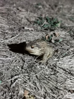 Qui vouivra verra ! - Docounet