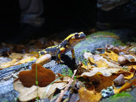 Hermeline, à la belle étoile… - Zevadrouille