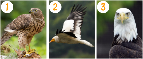 gere_quiz