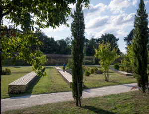Cenon_Cyprès_du_but