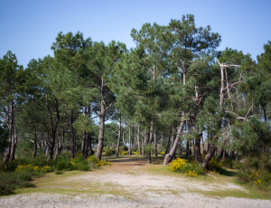 Hourtin_Oui c'est un paradis